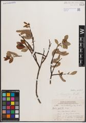 Foto von Salix discolor Muhl.